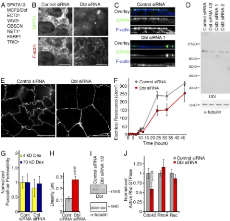 Figure S1.  Dbl regulates apical differentiation but not epithelial barrier formation