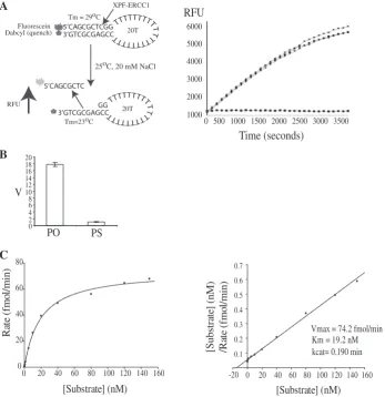 Figure 2. A microplate ﬂuorescence-based assay to measure XPF–ERCC1 incision activity