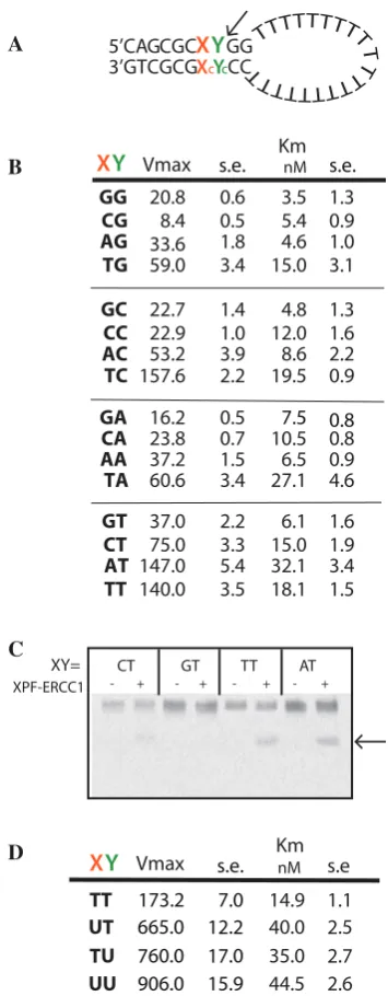 Table 1. Binding constants for XPF–ERCC1 binding to stem–loopand single-strand DNA