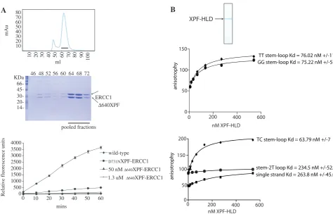 Figure 4. XPF-HLD is required for activity and preferentially binds stem–loops. (Top graph: binding of puriﬁed XPF–HLD to stem loops with TT and GG substitutions at X and Y (Figure 3)