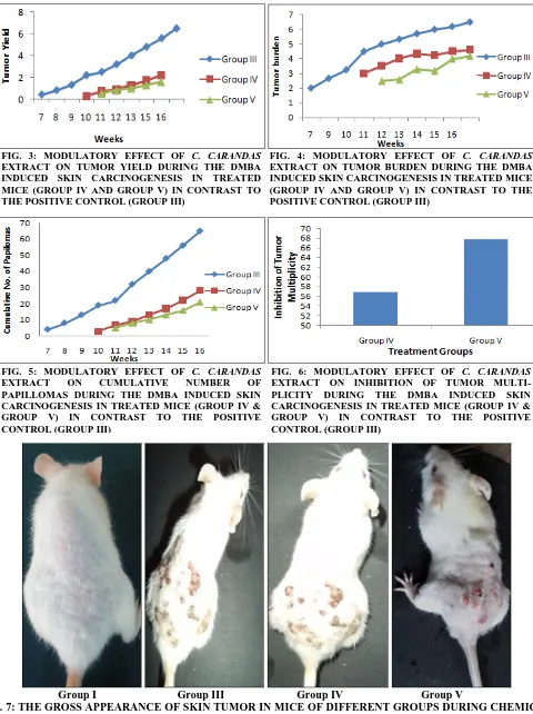 FIG. 3: MODULATORY EFFECT OF C. CARANDAS EXTRACT ON TUMOR YIELD DURING THE DMBA 
