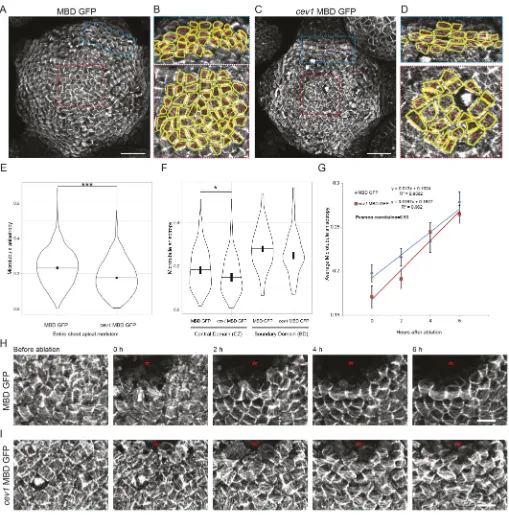 Fig. 4. Impact of cellulose disruption on MT order in the SAM. MT organization in the L1 layer of (A) MBD GFP and (C) cev1 MBD GFP