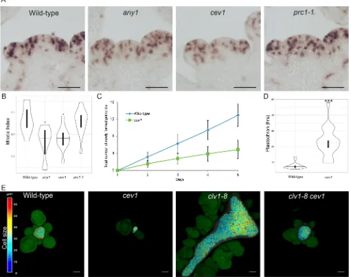 Fig. 6. CESA influences cell growth and plastochron at the SAM. (A) Representative images of in situ hybridization using HISTONE H4 RNA probes on SAMsections of different genotypes