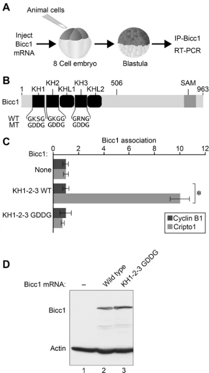 Fig. 1. The Bicc1 KH domains are required for RNA binding. (A) Animal cellan anti-HA antibody was used to monitor the expression of the Bicc1 proteinsinjected with mRNA encoding HA-tagged Bicc1