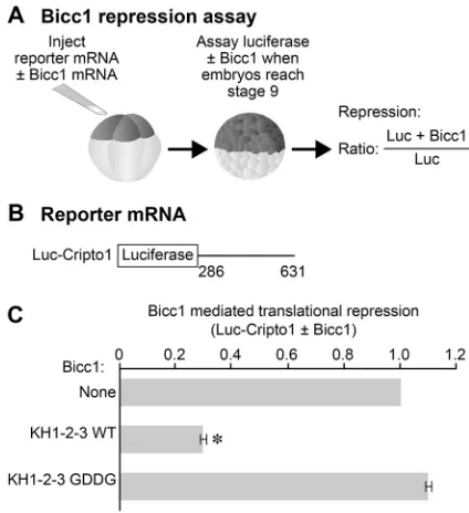 Fig. 2. The Bicc1 KH domains are required for translational repression.(A) Animal cell assay for Bicc1 translational repression