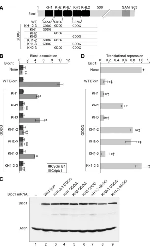 Fig. 3. The KH2 domain is a major determinant of Bicc1RNA binding and translational repression