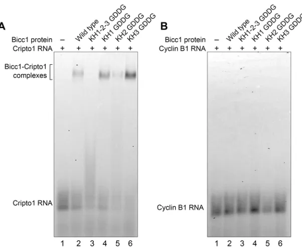 Fig. 4. The Bicc1 KH2 domain is required for directinteraction with RNA targets.mRNA is not a Bicc1 target and represents a negative control (A) Electromobility shiftassays of Bicc1 wild-type and protein variants, and RNAsubstrate that is the Bicc1-binding