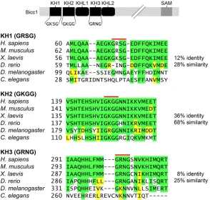 Fig. 6. The KH2 domain is not sufficient for RNA binding.(A) Electromobility shift assays of Bicc1 wild-type and protein variants.Recombinant proteins consisting of the Bicc1 wild-type N terminus (aminoacids 1-506), the KH1-2-3 GDDG protein (amino acids 1-