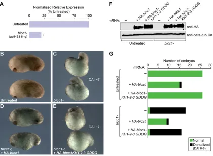 Fig. 8. The Bicc1 KH domains are required for the function of Bicc1 in embryonic patterning