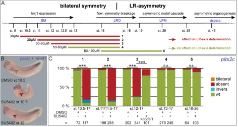Fig. 1. FGF signaling is required for LR axis development during gastrulation. (A) Timeline of events relevant for LR axis development (top), and SU5402