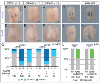 Fig. 3. FGF signaling regulates somitic GRPspecification from mid to late gastrulation.showed a lateral increase of expression domains onthe targeted side
