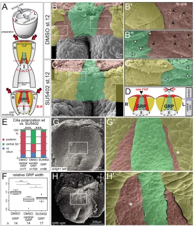 Fig. 5. FGF inhibition during late gastrulation impairs somitic GRP morphogenesis. (A) Schematic of explant preparation for morphological analysis.