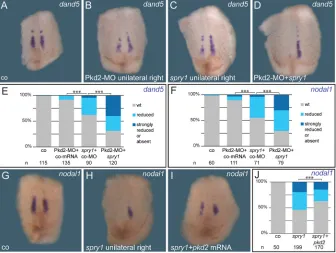 Fig. 6. Sprouty1-mediated FGF inhibition blocksspecification of somitic GRP.injected at concentrations ranging from 320 to800 pg