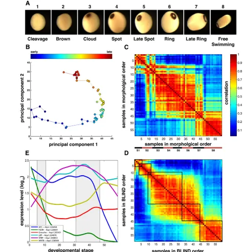 Fig. 2. BLIND-ordered samples in a single-embryo high-resolution developmental timecourse of the sponge A