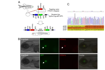 Fig. 1. In vivo detection system for targeted integration of reporter constructs in zebrafish
