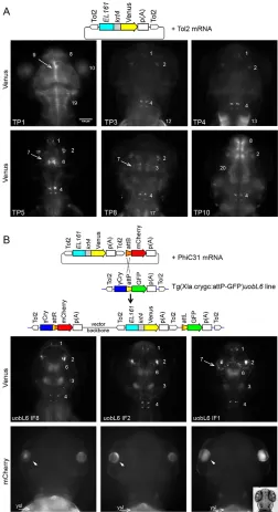 Fig. 2. Variability of position effects on reporter activity is sharplyreduced among PhiC31 integrase-mediated transgenic lines comparedwith Tol2 transgenesis