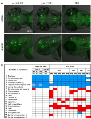 Fig. 3. Reproducible Venus expression patterns upontargeted integration of EL161 enhancer constructdemonstrate cis-regulatory function in the brain