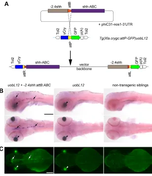 Fig. 4. Transient transgenesis strategy for rapidevaluation of enhancer activity upon PhiC31-mediatedtargeting