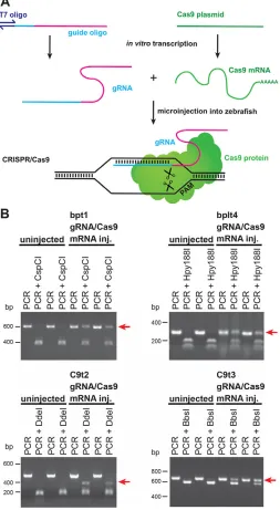 Fig. S2). To determine germline transmission rates of CRISPR/Cas9,