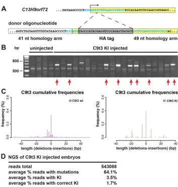 Fig. 3. HA tag knock-in at the C9t3 locus.(A) The KI strategy at the C9t3 locus. (B) PCRanalysis of individual KI injected embryos