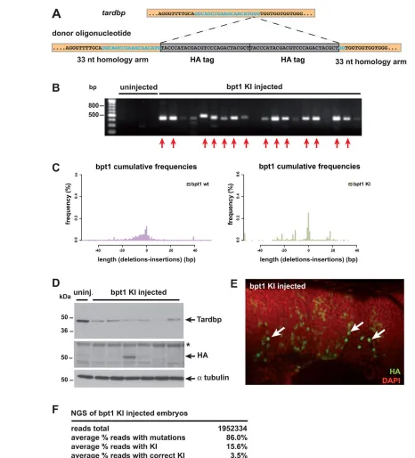 Fig. 4. HA tag knock-in at the bpt1 locus. (A) The KI strategy at the bpt1 locus. (B) PCR analysis of KI injected embryos