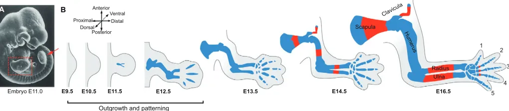 Fig. 1. An overview of the stages of limb development. (A) A scanning electron microscopy image of a whole mouse embryo at E11.0