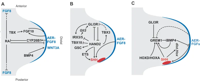 Fig. 2. Gene networks controlling limb bud development. (A-C) Scheme of a mouse limb bud showing the mesenchyme (grey), the apical ectodermal ridgeUltimately, the SHH/GREM1/AER-FGF loop is terminated by downregulation ofexpression ofexpression