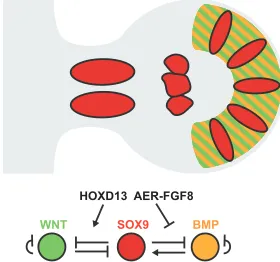 Fig. 3. Data-driven simulations of digit patterning. During hand plateexpression in the prospective interdigit mesenchyme, and BMPs areexpressed by the interdigit mesenchyme and signal to upregulate theexpression ofof the resulting three-node Turing system