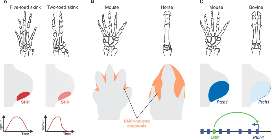 Fig. 5. Different modes of digit reduction in tetrapods. Digit reduction has been suggested to occur using the following different modes: (A) modulation ofcomparison to its mouse counterpart (left)