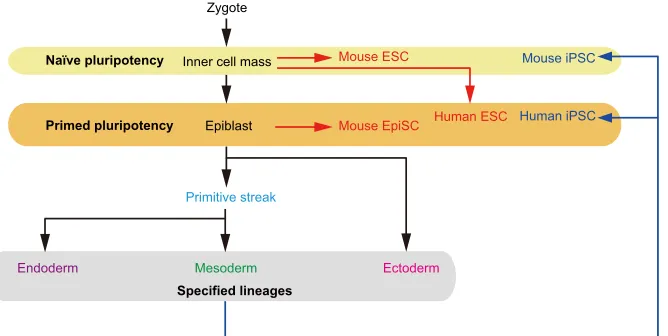 Fig. 1. Cell fate changes on Waddington’Pluripotent stem cells (naïve in yellow and primed in orange) can commit to anysomatic lineage (green, pink, purple) via a progenitor state (blue), not onlyduring development but also in response to extrinsic cuess e