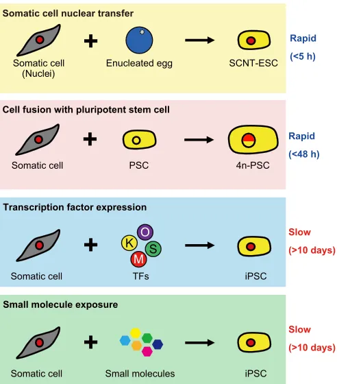 Fig. 3. Different paths to pluripotency. Reprogramming by somatic cellnuclear transfer (SCNT): the memory of a somatic cell nucleus can be reset byinjecting it in an enucleated oocyte, generating an SCNT-embryonic stem cell(ESC)