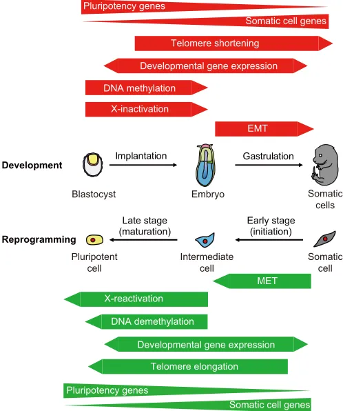 Fig. 4. Common characteristics of reprogramming and development.During embryonic development, a fertilized, pluripotent egg gives rise to acomplete organism through cell differentiation