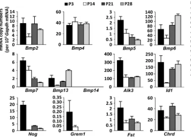 Fig. 2. Expression dynamics of BMPsignaling pathway components intarget geneBmp14(encoding Noggin),gremlin),different BMP ligands (Chrdthat were isolated by FACS from skeletalmuscles of wild-type mice (Bmp5and technical replicates) at P3, P14, P21satellite