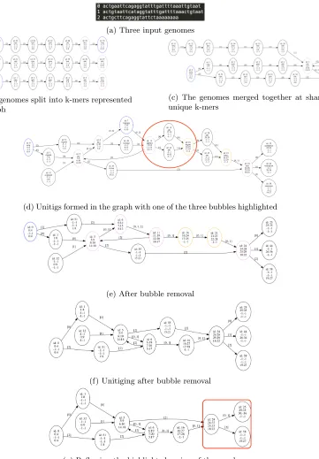 Figure 1: The Polygraph built for three input genomes. Each vertex contains sequence positions(start:end) ordered from genome 0 (top) to 2 (bottom)