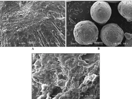 FIG. 4: SEM; A. MICROSPHERE SURFACE AT 300X, B. MICROSPHERE AT 30X, C. CROSS SECTION OF C MICROSPHERE