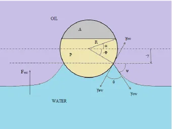 Figure 10.  Janus particle at oil water interface when upward force is greater (‘A’ represents Apolar segment and ‘P’  represents Polar segment)  