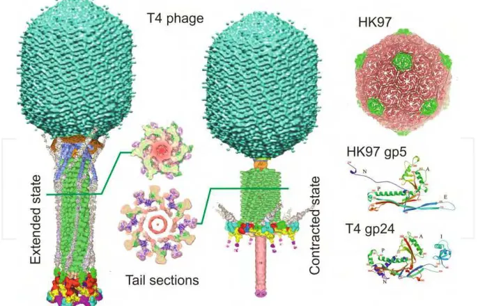 Fig. 4. Structures of T4 (cryo-EM) and HK97 (X-ray analysis) phages (reproduced with permission of M.G