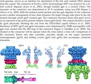 Fig. 5. Surface representation of SPP1phage connector (top left, Orlova et al., 2003), tail tip (bottom left, Plisson et al., 2007) and P22 phage tail machine (top right, Lander et al., 2009)