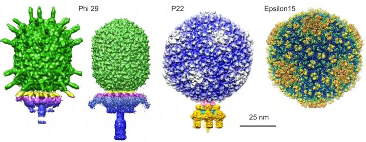 Fig. 6. Surface representation of EM structures.  The Phi29 capsid is in green, the tassels are shown in magenta and blue, the tail is also in blue