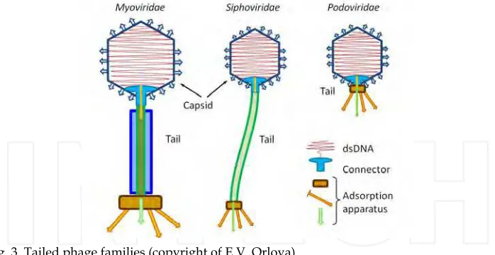 Fig. 3. Tailed phage families (copyright of E.V. Orlova). 