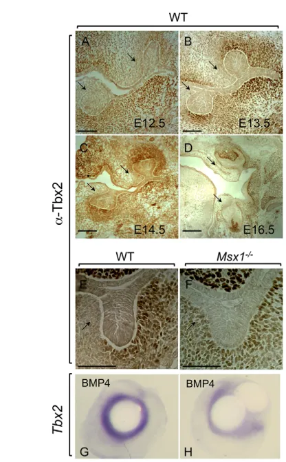Fig. 2. Msx1 and Tbx2 proteins can physically interact in vitro.left). As a control, the GST moiety (lane 3) or beads alone (lane 4) were notable to pull down any Tbx2