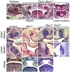 Fig. 3. Msx1−/−;Tbx2+/− compound mutants show partiallyrescued molars. (A-D) Coronal section of a wild-type molarat E14.5 is shown as reference (A)