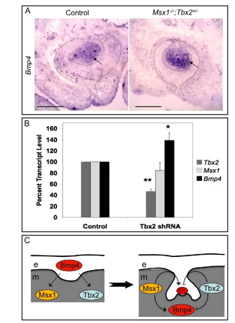 Fig. 4. Tbx2were analyzed for expression is detected in the mesenchyme of the rescued molar (rightpanel)