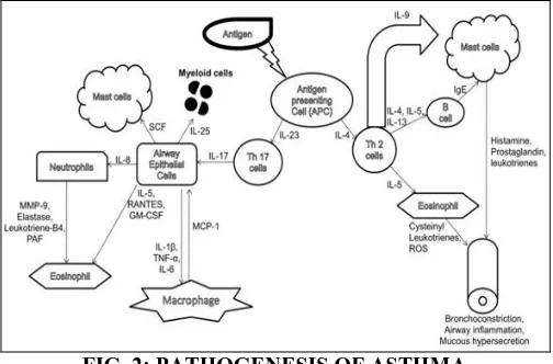 FIG. 2: PATHOGENESIS OF ASTHMA 