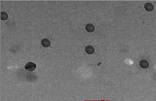 FIG. 3: TEM PHOTOGRAPH OF MICROCAPSULES 