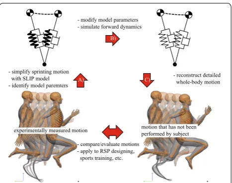 Fig. 1 Concept chart of multilayered kinodynamics simulation of motion modification. This simulation consists of three steps: A sim-plify the sprinting motion with the SLIP model and identify its param-eters using experimentally measured motion, B modify the identified model parameters and simulate the forward dynamics of the simple model, and C reconstruct the detailed whole-body motion from the motion of the simple model