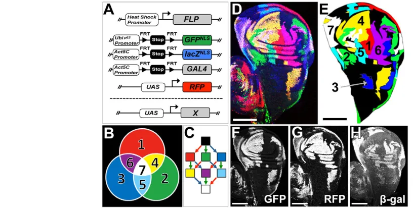 Fig. 1. The Drosophila TIE-DYE system. (A) Schematic of the TIE-DYE system. (1) The site-specific recombinase (FLP) expressed under the control of the heat-shock promoter; (2) three independent constructs that can activate expression of GFPNLS, lacZNLS and