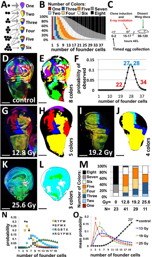 Fig. 2. Modeling the number of expected colors. (A,B) How thenumber of founder cells, at the time of labeling, affects the number ofunique colors present in the resulting tissue