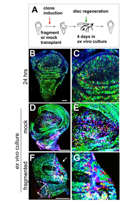 Fig. 3. Imaginal disc regeneration in ex vivo culture. (A) Schematic ofexperimental design
