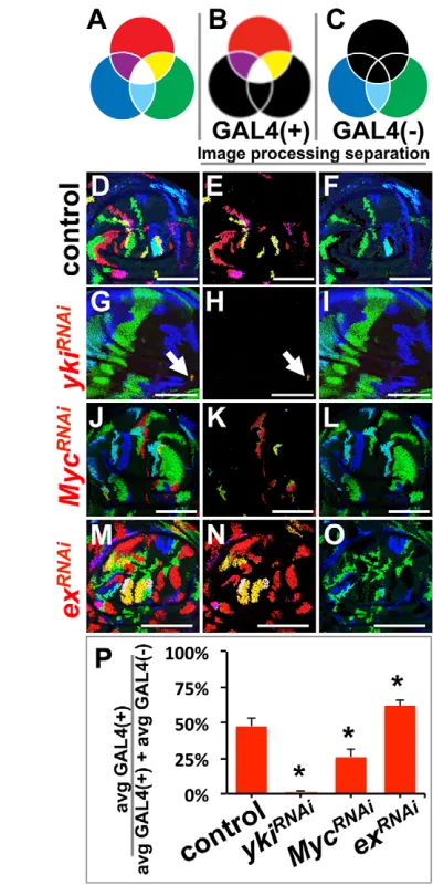 Fig. 4. GAL4-mediated expression of transgenes in a subset of themarked cells shows cell-autonomous changes in growth.(M-O)  (A-C) Thetypes of marked clones (A), the subset that are GAL4/UAS dependent(red, yellow, purple and white) (B) and the subset that 